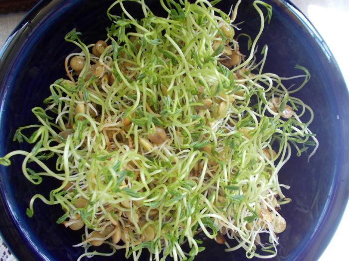 hydroponic-grow-system